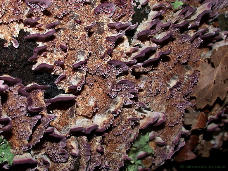 Escursione  in terra di Siena